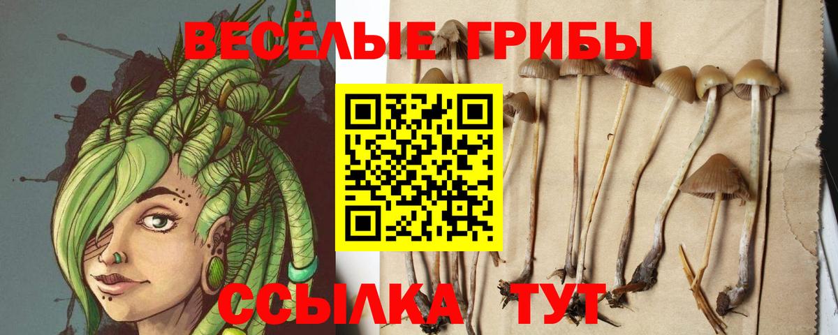 Псилоцибиновые грибы GOLDEN TEACHER Истра